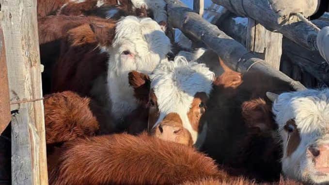Russia’s Buryatia raises alert level over livestock disease outbreak in neighbouring region